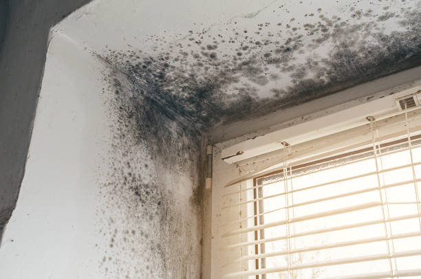 Affordable Black Mold Remediation solutions in Mill Neck, NY